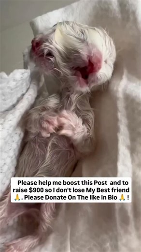 MEET JANUS: A 1-in-a-million miracle fighting for her life! 🐾 Meet Janus. She was born with a rare condition called Diprosopus—which means she has two faces on one tiny body. While most kittens like her don't make it past the first few hours, Janus is a fighter. She is breathing, she is vocal, and she is showing us every second that she wants to be here. But to survive, she needs more than just love. She needs specialized medical intervention that we simply cannot afford alone. Our Goal: $900 T