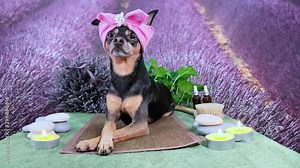 Cute pet relaxing in spa wellness . Dog in a turban of a towel among the spa care items and plants. Funny concept grooming, washing and caring for animals