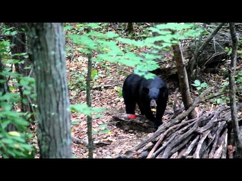 Bowhunting Minnesota Black Bears