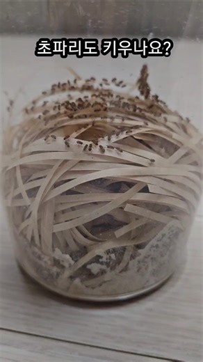 초파리키우기 구더기귀여움주의 #insects