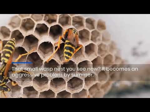 Pest Control Warning: 3 Spring Threats in Omaha Now