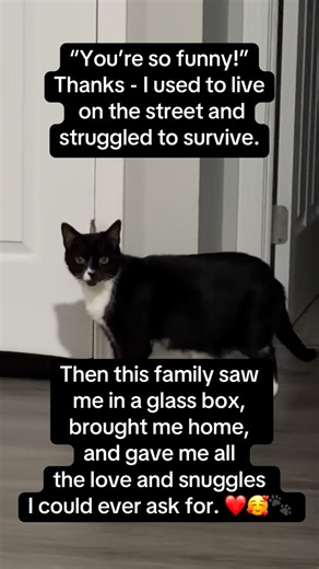 June the Cuddle Cat on Instagram: "June’s earlier life might have been difficult but we promised her she would have all she needs and more now that she is with our family! 🤍🖤🐾 #rescuecatsofinstagram #catmom #tuxedocat"