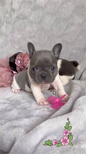 2.4M views · 73K reactions | Double trouble! 懶勇懶勇 #frenchies #funnymoments #funnydogs #oklahoma #doubletrouble #frenchbulldog #fypviralシ #tbt #family #puppyplaytime #funnyreels | Oklahoma French Bulldogs | Facebook