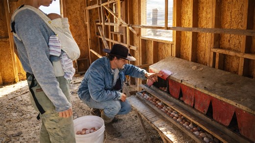 Life on the farm during morning chores