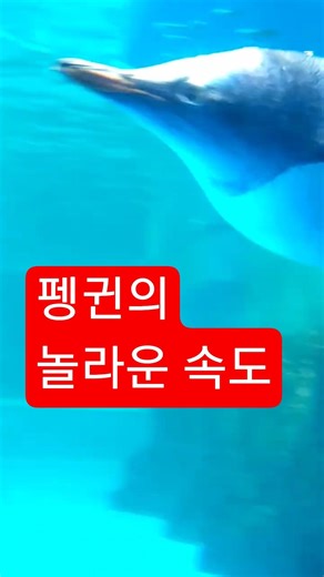 🐧펭귄은 물속에서 어떻게 움직이나