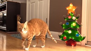 Cats VS Christmas Trees … The annual battle is upon us, here's 10 ways for cat owners to conquer! :) Meowy Catmess! #ChristmasTrees #Cats #MeowyCatmess | Cole & Marmalade