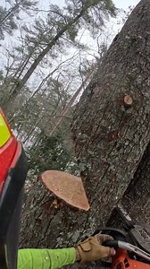72K views · 701 reactions | Professional arborist tree cutting #stihl #usa #chainsaw #treefelling #arborist #treeservice | Tree Arborist | Facebook