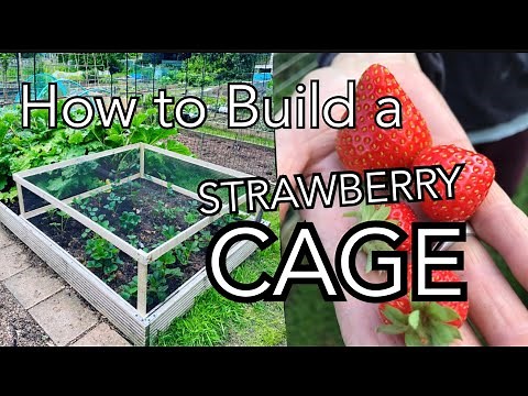 How to Build a Strawberry Cage: Simple way to protect your fruit from birds and rodents. || Plot 37