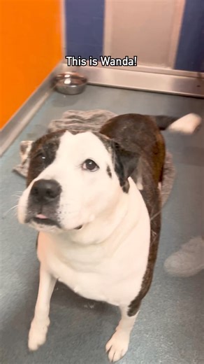 Wanda is the sweetest girl ever and we can’t figure out why no one ever even asks to see her 🥹 Wanda is around 6 years old, extremely mild mannered and just a total people lover. She loves treats and pets, walks great on a leash, stays by your side and truly just wants to be a lap dog 🥰 Wanda does okay with other animals and kids. Please help us share Wanda! We are located in Utica, NY. Apply here to adopt: https://www.anitas-sshs.org/adopt/ ❤️ | Anita's Stevens Swan Humane Society