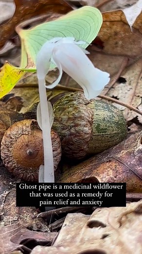 Ghost pipe, also known as Indian Pipe or corpse plant, is a white, waxy, and translucent wildflower. It is sometimes mistaken as a mushroom based on its appearance. Ghost pipe, which resembles a spine and brain stem, was used traditionally to treat issues with the nervous system. The plant is believed to be a remedy to ease pain—both physical and emotional. Ghost pipe can also appear pink with black specks. Learn more about #ghostpipe at https://naturalistsguide.com/ghost-pipe-monotropa-uniflora