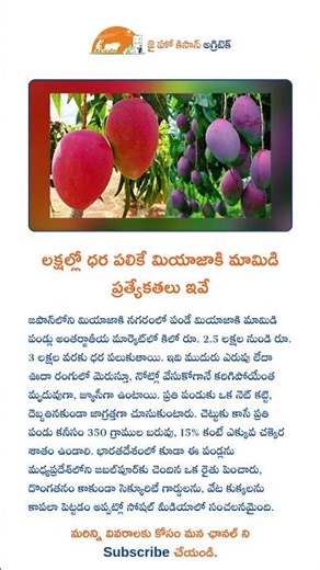 లక్షల్లో ధర పలికే మియాజాకి మామిడి ప్రత్యేకతలు ఇవే #jaihokisan #telugu