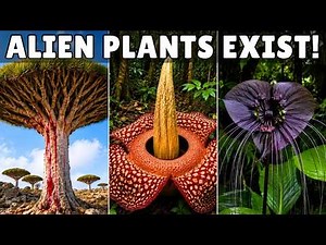 The Most Unusual Trees, Strangest Plants & Unique Flowers in the World