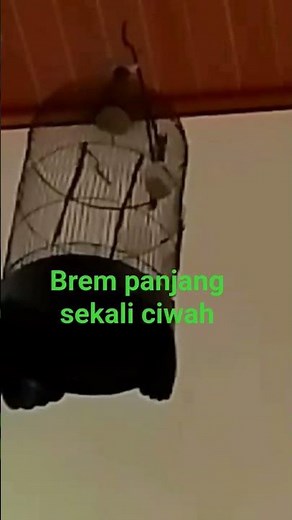 ciwah klik2 ngebrem panjang sekali