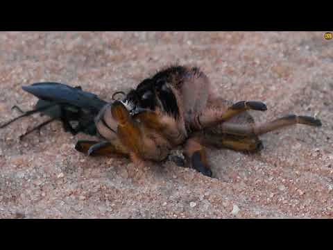 The reason it's called a spider hunting wasp.
