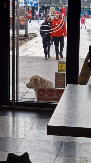 OGLASNA TABLA on Instagram: "У Ужицу постоји кафе „@korzoue , место великог срца ❤️🐾 Напуштени пси са улице овде су увек добродошли: могу слободно да уђу, да се угреју у овим хладним зимским данима, а посуде са водом и храном су им увек на располагању. Свака част овим добрим и хуманим људима 👏"