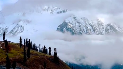 Mountain, Tree, Forest. Free Stock Video