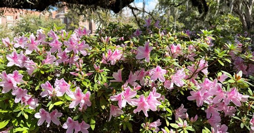 Astronomical spring arrives in Florida and across the Northern Hemisphere