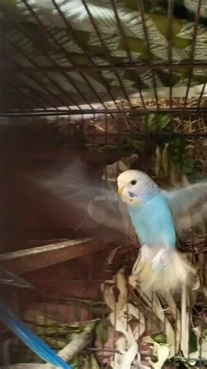 Little budgie flying 🐦✨ | Cute parakeet flight moment #shorts