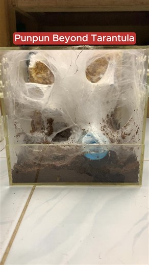 🕷️ OBT Feeding Time No hesitation. ⚡🔥 This Orange Baboon Tarantula never misses when food hits the ground. Blink and it’s over. #punpuntarantula #OrangeBaboonTarantula #TarantulaFeeding #FastStrike #BaboonSpider #ArachnidAddict #feedingtime | Punpun's Beyond Tarantula