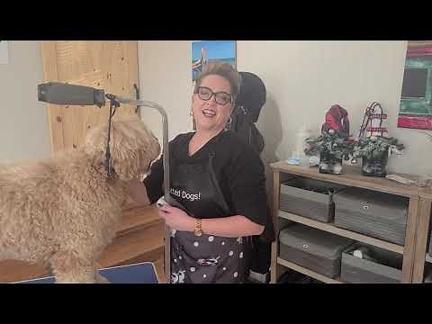 How to Brush your Australian Labradoodle