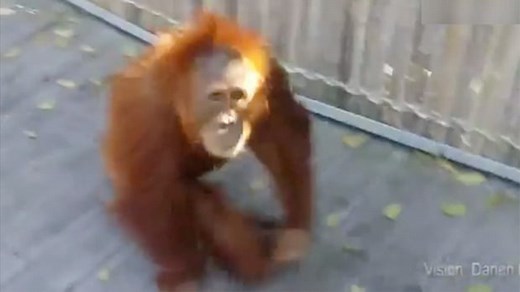 Orangutan escapes at Perth zoo and frolics along boardwalk – video