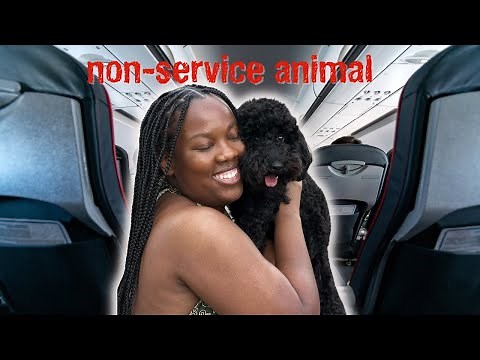 How to fly with your puppy in Cabin | Southwest Airlines