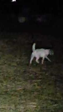 Jack Russell attacks skunk. all i come up with in moment . like , he cares.