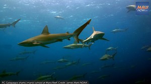 NOAA Considers Marine Sanctuary Off Hawaiian Islands | Maui Now