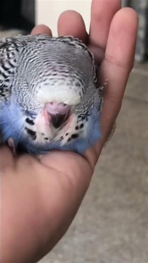 bujies breeding setup | bird breed qu nai krte #birdbreeding #birdsmarket