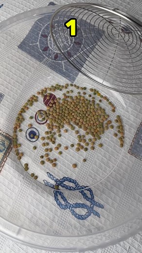 289K views · 1.1K reactions | How Many Green Lentils Can’t Pass? | Zibrox | Facebook