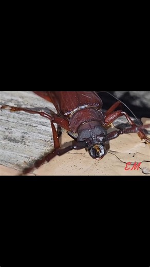 Brown prionid beetle, these beetles make a squeaking sound when disturbed.The sound comes from the beetle rubbing it's legs against the side of its body. #beetle #squeak #Cerambycidae #longhornbeetle #insect #entomology #Coleoptera #naturalsound #willbite