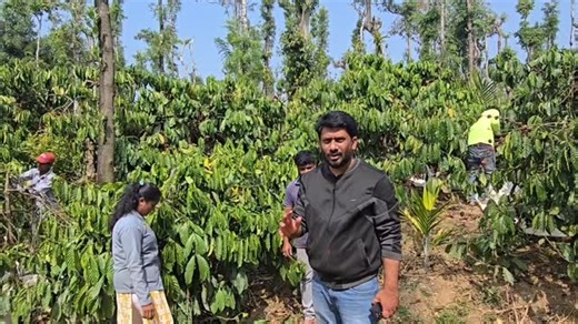 Sameer Sam on Instagram: "Why Champion 🏆 Robusta CXR coffee is dominating estates? In this video,we harvested an 8-year-old Champion Robusta CXR plant from our estate and weighed the actual yield. ✅️Yield from one plant:23.9 kgs ✅️Estate average(8-year plants):18 kg per plant ✅️Solid crop setting ✅️Strong leaf-to-crop ratio ✅️Proven performance,not theory This is not lab data-this is field-level evidence If you want consistent yields,strong plants,and long-term sustainability the first step is