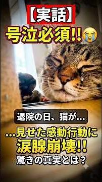 [Heart-wrenching] A moving true story of a stray cat that will make 90% of people cry #RescueCat ...