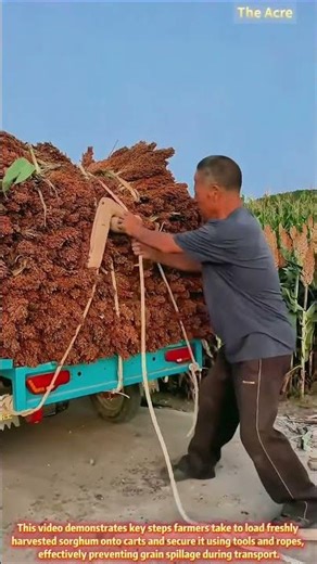 Safeguarding the Harvest: Secure Loading of Sorghum