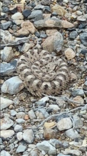 RATTLE SNAKE IN NATURE, HIBERNATING IN THE MOJAVE DESERT #animalart #mojavedesert #rattlesnakes