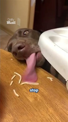 Sneaky pup tries to clean up leftovers