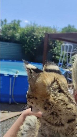 Mini Serval loves to swim in the pool.Сервал любит плавать. #сервал #serval #каракал #cat #caracal