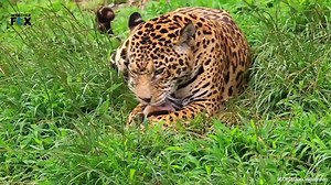 Top 10 Wildlife Destinations You Can’t Miss!