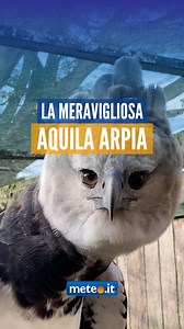 Questo buffo volatile è una specie di aquila netropicale chiamata “aquila arpia” ed è in realtà un superpredatore molto temibile. Si tratta del rapace più grande e potente presente in tutto il suo areale e tra le più grandi specie di aquile esistenti al mondo. Le sue prede principali sono i mammiferi che vivono sulle chiome degli alberi e la maggior parte della loro dieta si concentra su bradipi e scimmie. Di solito abita le foreste pluviali tropicali di pianura nella parte superiore della canop