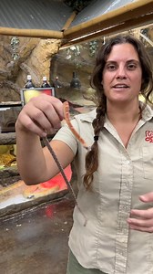 Scaleless snakes are pretty wild 😳 #animals #snake #scaleless | Rhonda Ranger