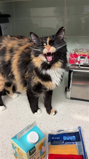 Meeeeeps and meheeeehs #catsoftiktok #calico #meow #cats #cattok | cats meowing