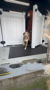 Smooth Transitions are super important When going inside and outside during daycare! We work super hard with our pups to perfect this!!! Look at how awesome they are! 🐶🐾 | The Puppy Palace Doggie Day Care