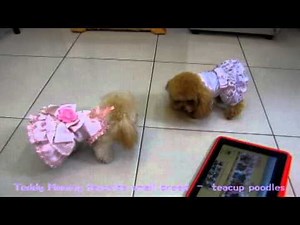 Pocket Teacup Poodle Puppy #121