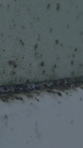 5 comments | Black mold (Stachybotrys) isn’t just unsightly — it...