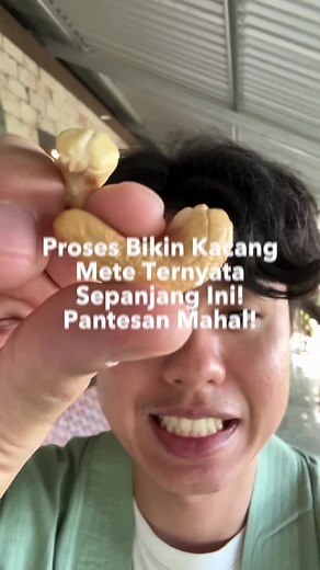 Proses Panen Kacang Mete yang Menarik