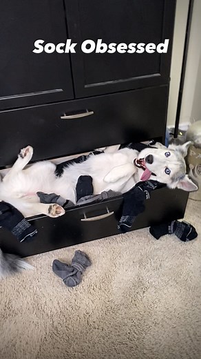 2Husketeers | Colorado Huskies 🐾🏔️ | Seriously….what’s with the sock obsession?! I swear the stinkier the better too. Did Zoya wink at me at the end? Is your dog a sock lover?... | Instagram