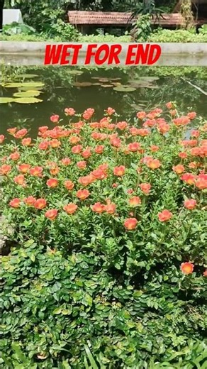 wet for end #short #you tube sthot #youtubechannel