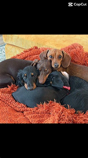 The Doxie Squad. I just can't help but smile around them #puppy #barkbox #dachshund #doxiedad