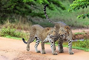 2.6K views · 14 reactions | The Sri Lankan leopard (Panthera pardus kotiya) is a unique and endemic subspecies of leopard, functioning as the island's apex predator. It is currently listed as Vulnerable on the IUCN Red List, with an estimated population of fewer than 800 mature individuals, and the population is believed to be declining. #lepordsofsrilanka #visitsrilanka #exploresrilanka #srilankatourism #HugSriLanka | Hug Sri Lanka | Facebook