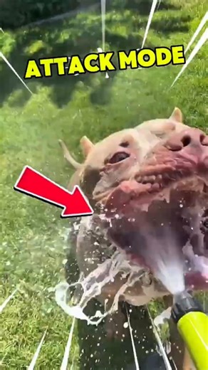 Why DOGS Chase & Attack Water (Real Reason Explained) #dogs #dogbehavior #shorts #realdog
